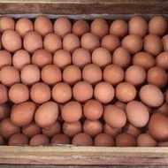 Telur Ayam Negeri 1 Peti @15Kg High Quality