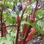 Benih OKRA MERAH Carmine Splendor