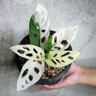 [Reg] Promo!! Janda Bolong Albino - Janda Bolong White