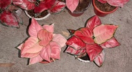 SALE Aglaonema Red Glamour