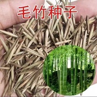 Wholesale Fur Bamboo Seeds Purple Bamboo Seeds Bamboo Pole Tree Seeds Bamboo Bamboo Bamboo Bamboo Ba