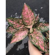 Termurah Aglaonema ruby pink jumbo