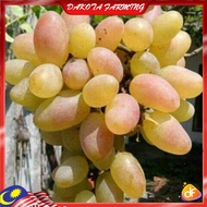 Anak Pokok Anggur Dixon Pokok Import Dari Thailand Buah Besar Dan Manis