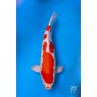 kohaku male 65 bu ikan koi impor import ogata farm