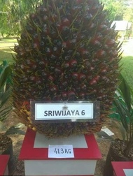 biji sawit unggul cap SRIWIJAYA6 pelepah panjang