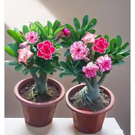 BUY 2 GET 1 FREE100% Legit Adenium Double Petal Seeds  Plus Freebie High Germinaton Tropical Flower 