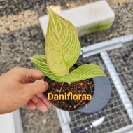 Aglaonema Golden Hope Asal Anak Samping