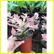 ∇ ◴ ♂ COD! Sale! Red Charm Aglaonema Live Plants with Soil and Pot