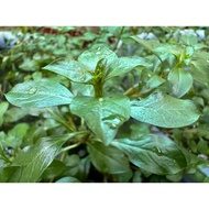Aquarium with red apple leaves