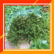 Moss paludarium terrarium/ Moss Gorontalo paludarium Tanaman aquascape hiasan aquarium