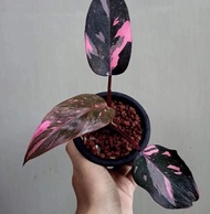 Tanaman Hias Philodendron Pink Princess Black Cherry