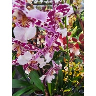 Rare Variants Dancing Lady Oncidium Orchid Flowering Plant Mutiple Colours House Home Potted Plant Gardening