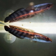 chana red barito 10cm