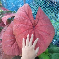 Caladium Red Cherry 🍒