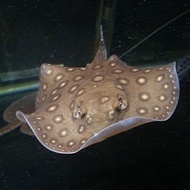 INSTAN IKAN PARI MOTORO AIR TAWAR HIAS PREDATOR TANKMATE ARWANA STINGRAY LARIS