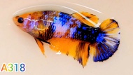 ปลากัดเยลโล่กาแลคซี่🌈ได้ตัวเมียตามรูป🌟มัตติคันเลอร์ กาแลคซี่ เยลโล่กาแลคซี่ พร้อมผสมพันธุ์❤️ Bettafish❤️ปลากัดสวยงาม ปลากัดไทย ปลากัดอาชีพ ปลากัดเยลโล่กาแลคซี่มัตติคันเลอร์🌟ปลากัดเลี้ยงโชว์ สวยๆ ได้เมียตามรูป