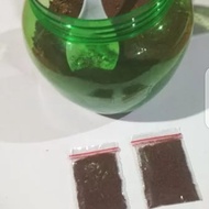 Bibit Benih Biji Tembakau Asli Rembang