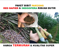 Bibit Rumput Pakcong Red napier dan Indigofera kualitas super