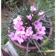 Dwarf Ruellia / Ruellia Renek anak pokok bunga *Sila baca description* ruella bunga kencana
