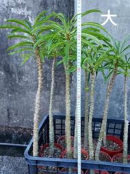 【石在好玩】鬼金棒 Pachypodium rutenbergianum (大)