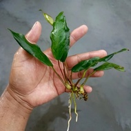Anubias Barteri Angustifolia