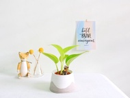 室內植物好種首選 / 黃金葛 • 灰白山稜水泥盆栽