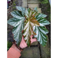 Begonia Silver Mist - Ornamental Plant
