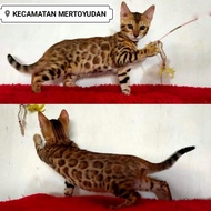 kucing bengal ped tica