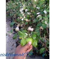 Pokok Bidara Hybrid/Bidara Apple