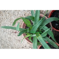 ANOR - Anak Pokok Tanaman Rumput Beijing/ Grass Beijing Plant Sapling