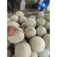 Buah Rock Melon Fresh