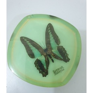 Real Butterfly Graphium sarpedon common bluebottle Paper Weight