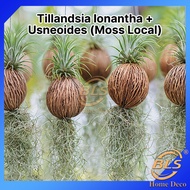 Tillandsia Ionantha + Usneoides (Moss Local) Air Plant Combo Pokok Janggut Adam