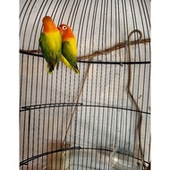 Best seller Burung Lovebird/LB/lakbet jenis BIOLA EUWING GREEN mandiri/dewasa