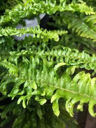 花田厝_綠化植物--皺葉波斯頓腎蕨 -6吋盆