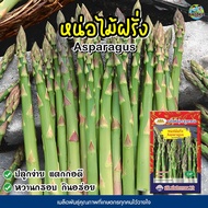 เมล็ดหน่อไม้ฝรั่ง Asparagus ปริมาณ20เมล็ด หน่อไม้ฝรั่ง เมล็ดพันธุ์ผัก เมล็ดพันธุ์หน่อไม้ฝรั่ง เมล็ดพันธุ์ผักสวนครัว ตราภูเขาทอง