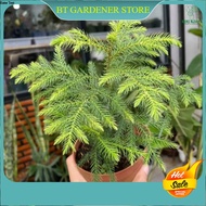 10 Pcs Biji Benih Araucaria Cunninghamii Seeds Easily Germinate 南洋杉种子 Ready Stock Sarawak