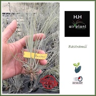 Air Plant Tillandsia Bastramil Ionantha Airplant 空气草 空气凤梨 无土植物