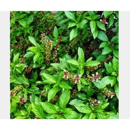 bijibenih selasih @ basil seed