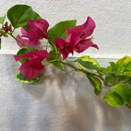 H2O - Bunga Kertas Juntai (Hanging) Live Plant