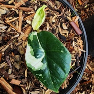 alocasia bisma variegata - 01