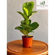 Ficus Pandurata Hance-Fiddle-Leaf Fig(秦叶榕)Indoor Plant<Real Plant>