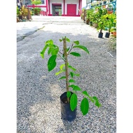 pokok nona taiwan buah besar