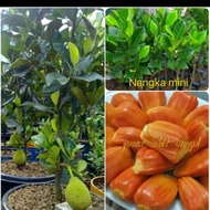 Bibit Buah Nangka Mini Merah Atau Nangka Madu