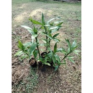 Anak Pokok Lucky Bamboo