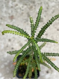 索島乳香 Boswellia Socotrana 塊根 象足