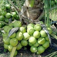 bibit pohon kelapa kopyor asli genjah