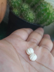 เม็ดมะยม -- เม็ดงาช้างแท้ นำไปร้อยสร้อย//เม็ดงาช้าง ขนาด 8 mm. ราคาต่อเม็ด สำหรับนำไปร้อยสร้อย