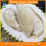 Anak Pokok Durian D17 S17 Chiat Chi Pokok Stabil Import Dari Thailand