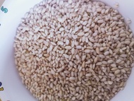 native malagkit from mt.province/ glutinous rice